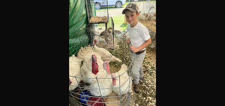 Chenango County 4-H Livestock Auction At The Fair This Friday